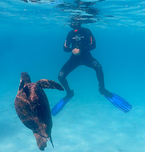 Encounter a great variety of marine life with snorkeling Galaxy Daily Tour