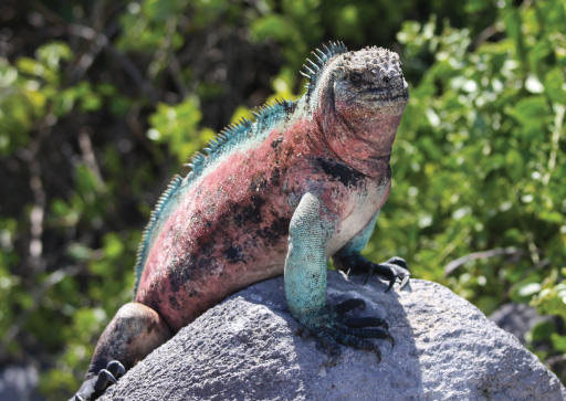 Galapagos Islands: Marine Iguana