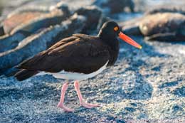 Galapagos Islands: American Oystercatcher