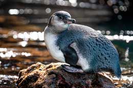 main-galapagos-islands-flora-fauna.card-s4-02-img-seo