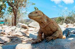 Galapagos Islands: Santa fe Iguana