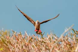 Galapagos Islands: Red-Footed Booby