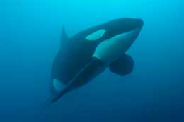Galapagos Islands: Whales