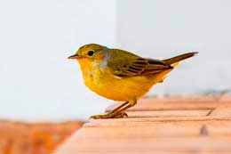 Galapagos Islands: Yellow Warbler