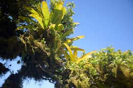 Galapagos Islands: Bromelia