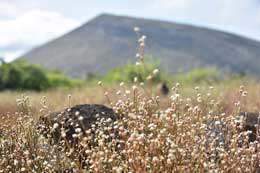 Galapagos Islands: Chaff Flower