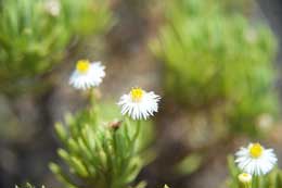 Galapagos Islands: Darwin's shrub