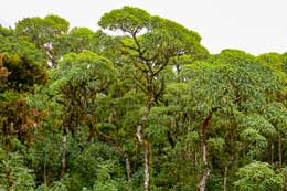 Galapagos Islands: Scalesia