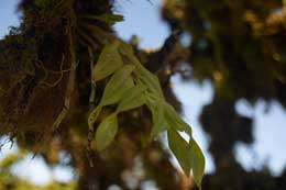 Galapagos Islands: Galapagos Orchid