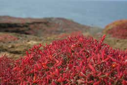 Galapagos Islands: Sesuvium