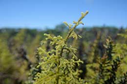 Galapagos Islands: Spiky Fern