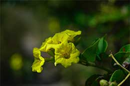 Galapagos Islands: Yellow Cordia
