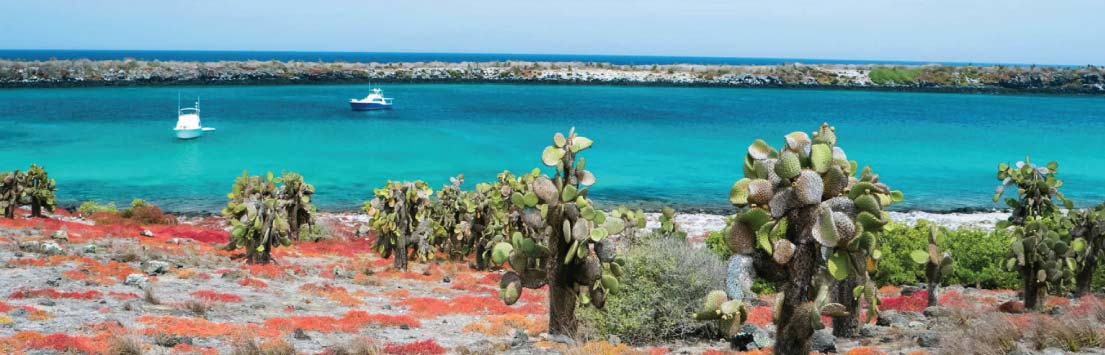 Galapagos: Cactus
