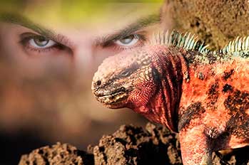 Galapagos Stories