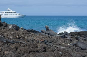 Galapagos Islands: Lands Iguanas
