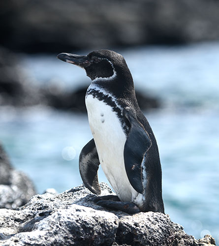 Galapagos Islands: Elizabeth Bay. Isabela