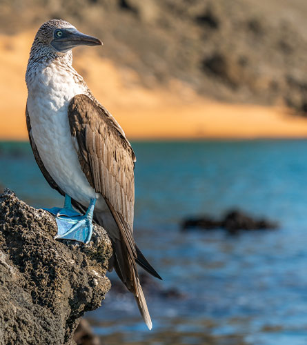 Galapagos Islands: Suarez Point. Española