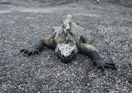 Galapagos Geology