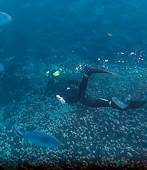 Passenger snorkeling near fish and observing marine life on a luxury cruise to the galapagos islands